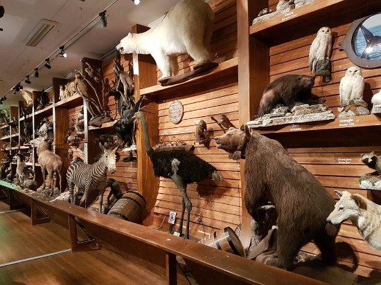 NTNU University Museum